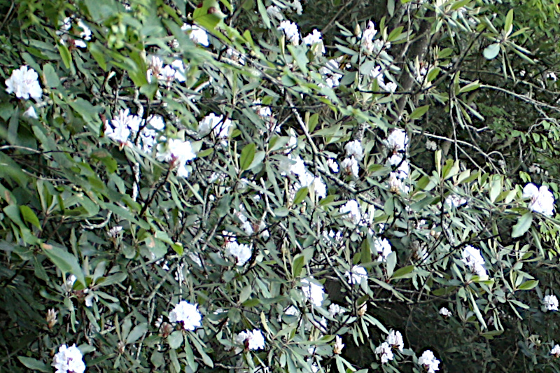 Rhododendron in bloom above Walnut Creek