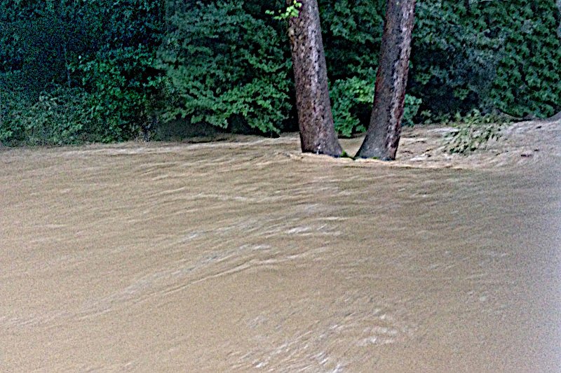 Water level on double sycamore tree 
		during the flood Of2026 as seen from the workbench window.