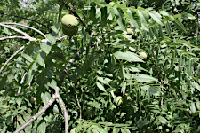 Black Walnut Orchard