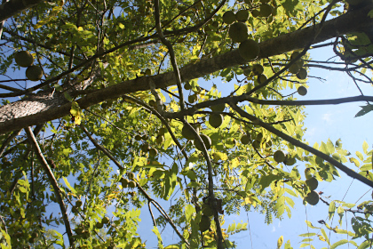 First Tree in late September.