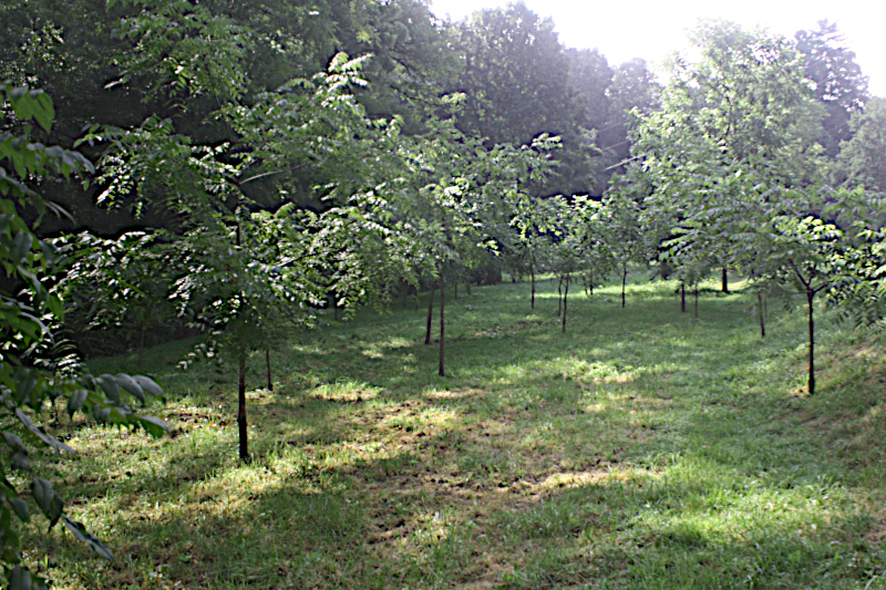 View from within the orchard looking south.