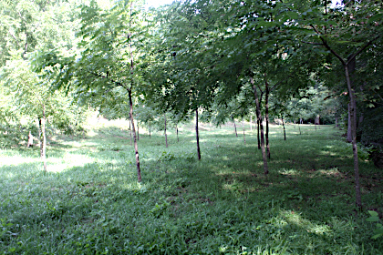 View of walnut orchard, looking north.