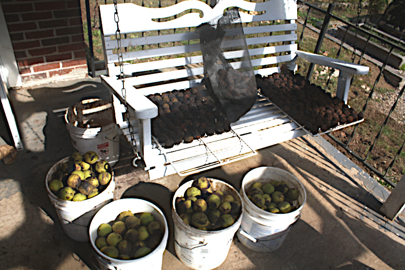 Impromptu walnut processing center.