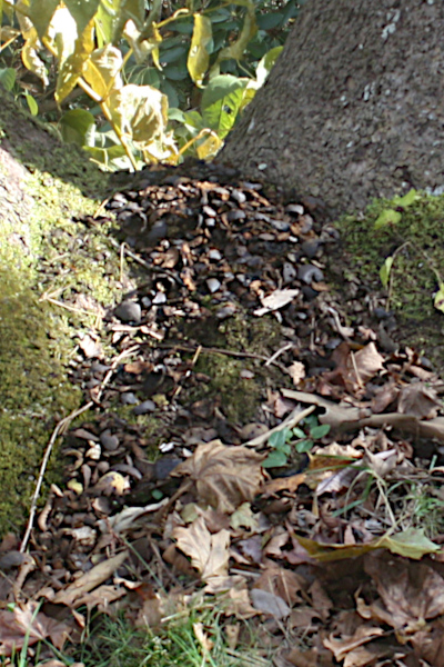 Squirrel walnut processing site.