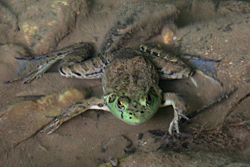 Bull Frog submerged in  Walnut Creek