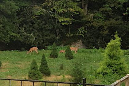 Whitetail doe and fawn on Walnut Creek.