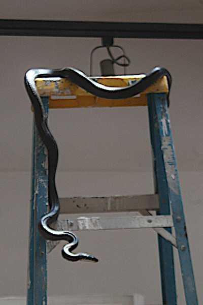 Black Rat Snake descending ladder.