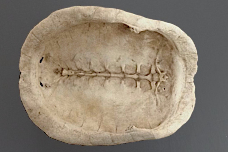 Interior view of Eastern Box Turtle carapace.
		</font></p>