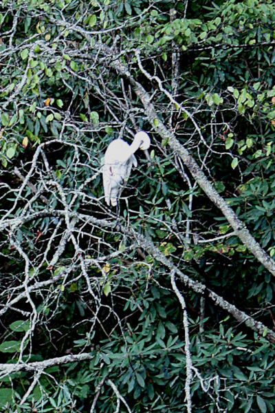 Great Egret in tree the behind studio.