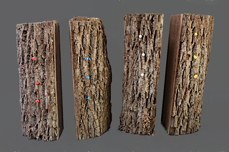 Four Color Coded 
		Sections of Walnut Log: Red, Blue, White, and Yellow